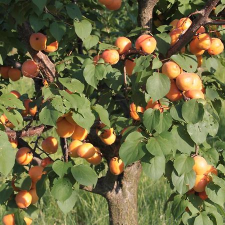 Agriturismo I Ciliegi Appartamento Ginestra Montignano Εξωτερικό φωτογραφία