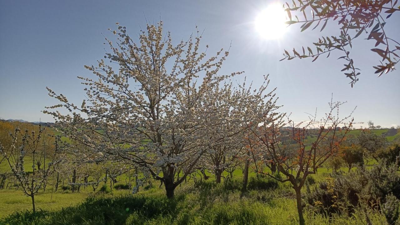 Agriturismo I Ciliegi Appartamento Ginestra Montignano Εξωτερικό φωτογραφία