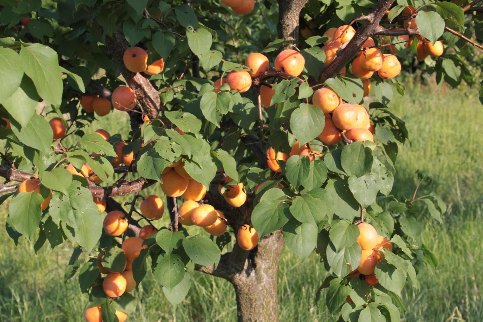 Agriturismo I Ciliegi Appartamento Ginestra Montignano Εξωτερικό φωτογραφία